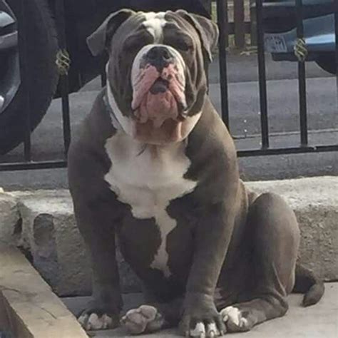 Giant English Bulldog