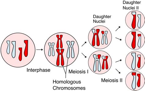 Meiosis Anaphase 1 Science Trends