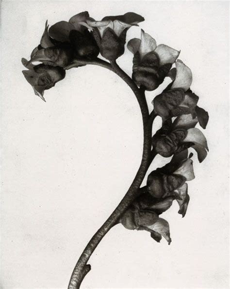 Blossfeldt Karl Blossfeldt Natural Form Art Fine Art Photographs