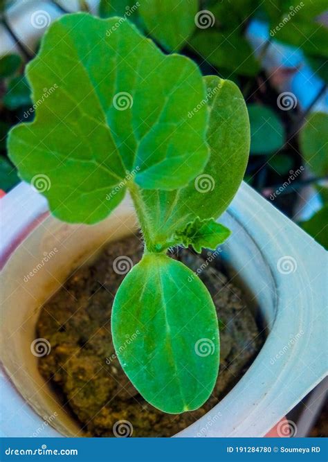 Watermelon seedling stock photo. Image of soil, leaf - 191284780