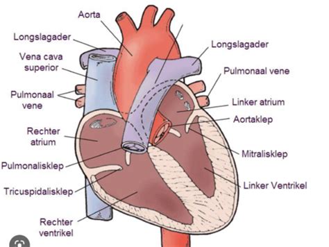 Kaarten Vorm En Functie DT 1 Anatomie Hart Quizlet