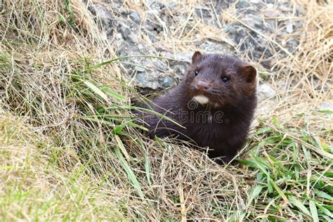 Wild Mink Mustela Lutreola Looking From Burrow Wild Predatory Furry