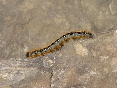 The Online Zoo - Eastern Tent Caterpillar Moth