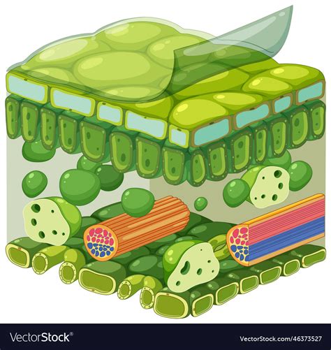 Internal structure of leaf diagram Royalty Free Vector Image