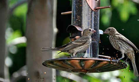 How To Attract Birds To A New Feeder Birding Deport