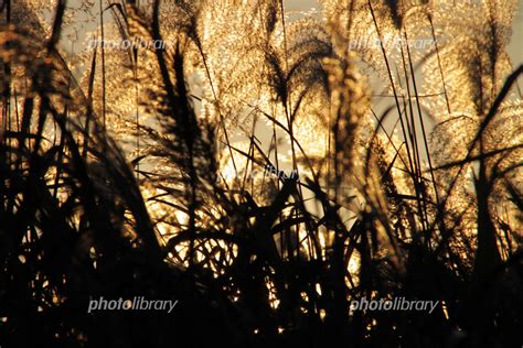 夕日のススキ 写真素材 1072010 フォトライブラリー Photolibrary