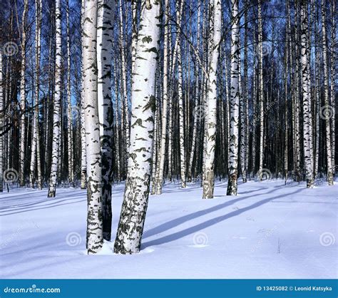 For T De Bouleau De Neige De L Hiver Horizontale Photographie Stock