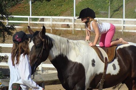 Tobiano Vs Overo Vs Tovero Horses - Horses & Foals