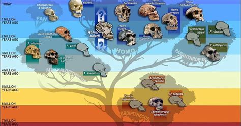 Homo sapiens is #9. Who were the eight other human species? – Lifeboat ...