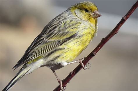 30 Nama Burung Yang Bagus Dan Bisa Mendatangkan Hoki Mudah Diingat