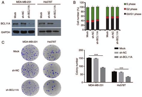 Bcl11a Knockdown Reduces Triple Negative Breast Cancer Cell