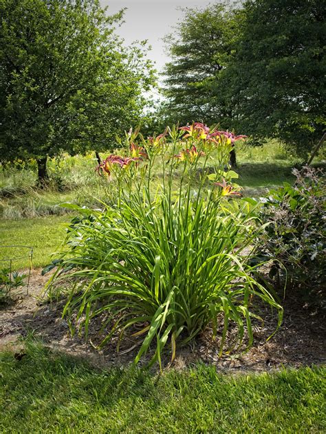 Hemerocallis Grey Witch Daylily D Hemerocallis Flickr