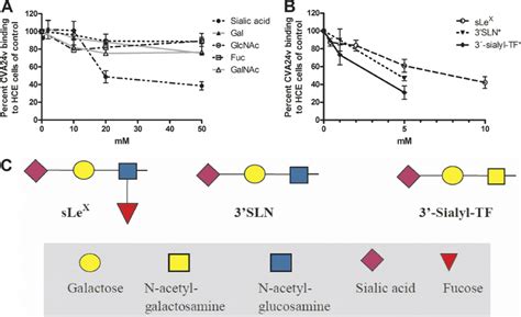 Cva24v Binding To Corneal Cells Is Inhibited By Sialic Acid Containing