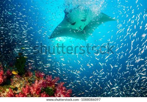 Huge Oceanic Manta Ray Swimming Over Stock Photo (Edit Now) 1088086097