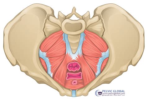 The Ultimate Guide To Pelvic Floor Physical Therapy Everything You