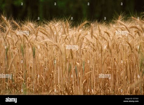 golden wheat crop field ; haryana ; punjab ; india ; asia Stock Photo ...