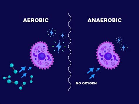 Aerobic and Anaerobic Respiration | Teaching Resources