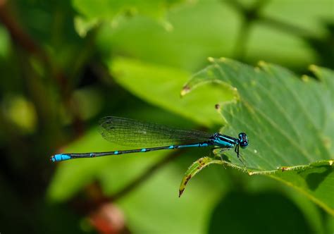 Stream Bluet From Dupage County Il Usa On August At Am