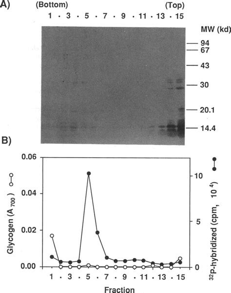 Distribution Of Onc Complex Of A Giga Mutant In A Cscl Density