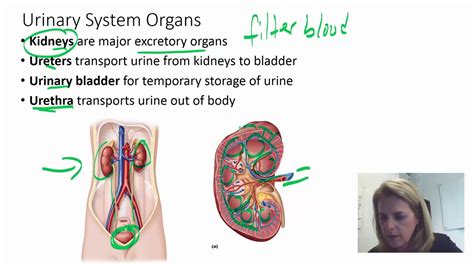 Introduction To The Urinary System Youtube