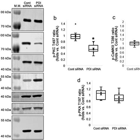 Effects Of Pdi Knockdown On Surface Ampar Expression In The Hippocampus