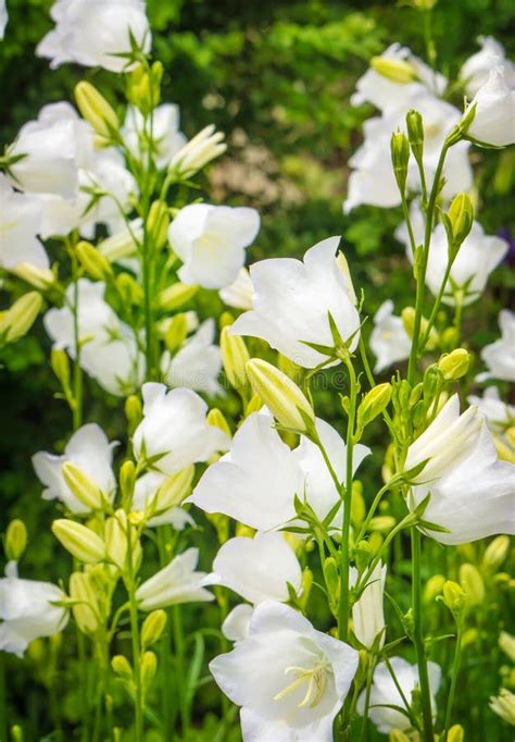 White bell flowers stock image. Image of flower, buds - 41696851