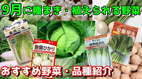 9月に種播き＆植えられる野菜紹介 育てやすいおすすめ品種紹介 秋野菜本番！ Youtube