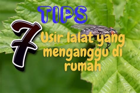 Pasti Kabur Terbirit Birit Begini Tips Usir Lalat Biar Kabur Dan