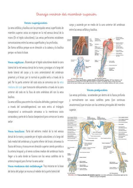 DRENAJE E INERVACION DE MIEMBRO SUPERIOR Salud Anatomía uDocz