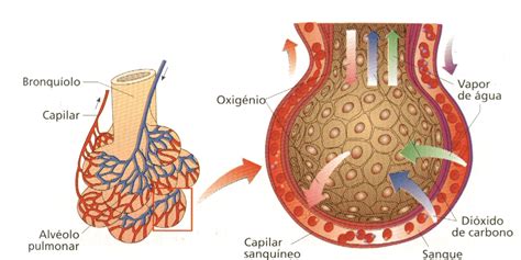 Factor Surfactante Y Su Función Pulmonar Cerebromedico