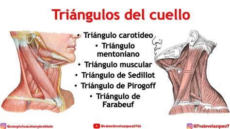 TRIÁNGULOS DEL CUELLO Submentoniano carotídeo Farabeuf Sedillot