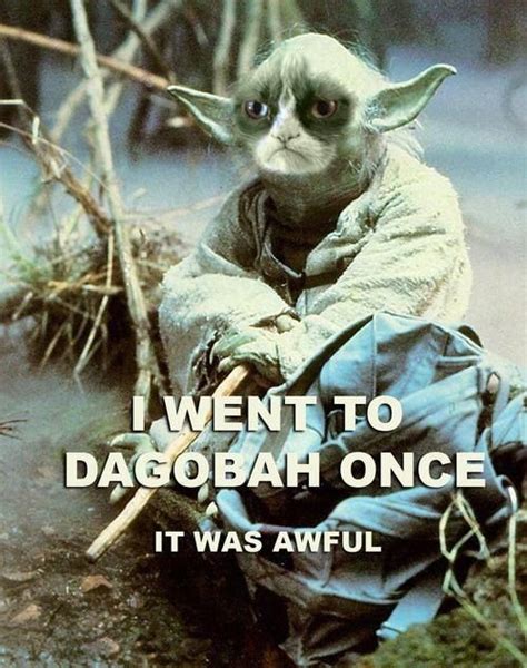 Star Wars Humor Grumpy Yoda Star Wars Film Grumpy Cat Yoda Cat