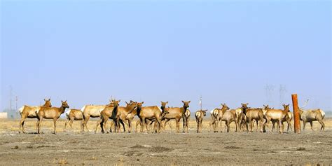 Buttonwillow, CA 2023: Best Places to Visit - Tripadvisor