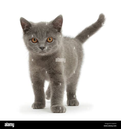 British Blue Cat Kitten