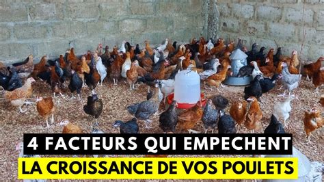 Voici Les Facteurs Qui Emp Chent La Croissance De Vos Poulets Youtube