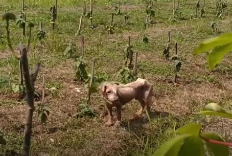 Hanno Abbandonato Questa Cagnolina E I Suoi Cuccioli Nel Parcheggio Di