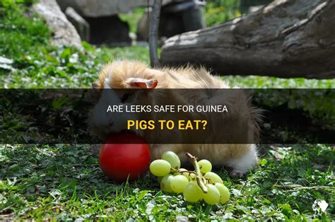 Are Leeks Safe For Guinea Pigs To Eat PetShun