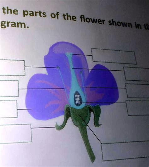 SOLVED: Label all the parts of the flower shown in the given diagram ...