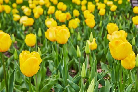 Campo De Hermosos Tulipanes Amarillos De Primavera Foto Premium