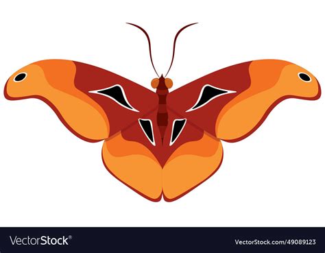 Red and orange colors butterfly Royalty Free Vector Image