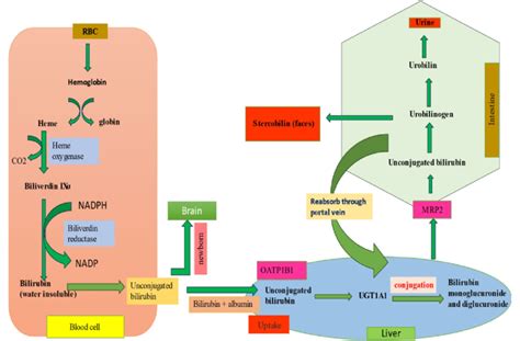 Catabolism Of Bilirubin Download Scientific Diagram