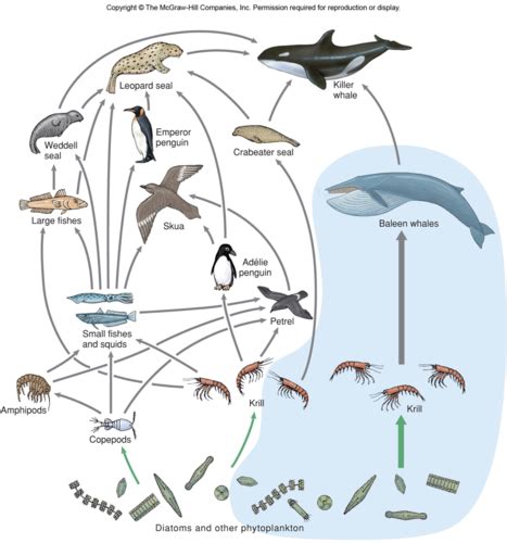 Marine Bio Chapter 10 Flashcards Quizlet