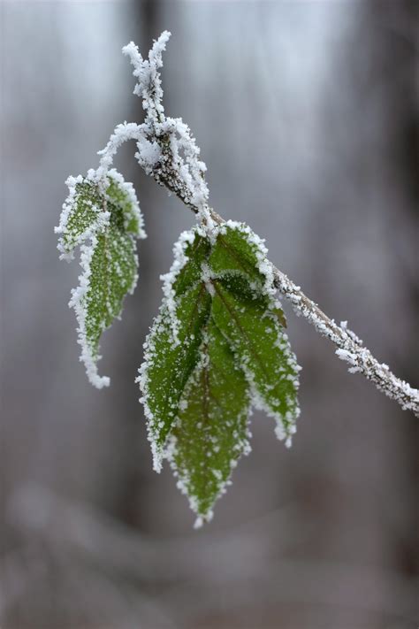 가지 감기 감자칩 겨울 겨울 장면 겨울의 경이로움 계절 계절의 변화 고요한 꽁꽁 언 냉담한 냉동 지점