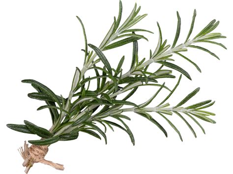 Rosemary Transparent PNG Image Freepngdesign