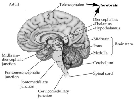 Neuroanatomy Exam Flashcards Quizlet