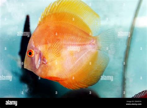 Yellow Marlboro Discus Symphysodon Sp Stock Photo Alamy