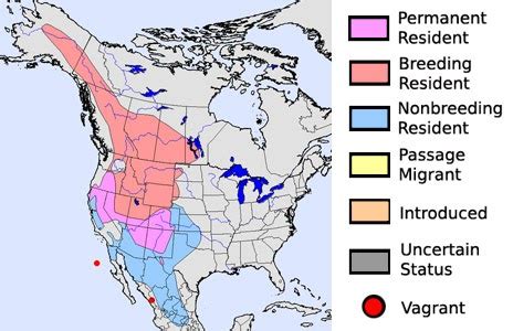 The Camara Group (the awesone blog): Eastern Bluebird Migration