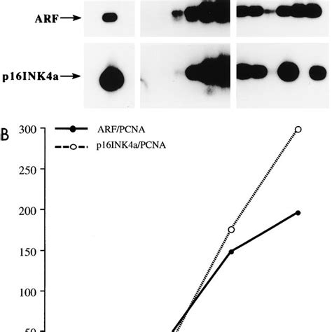 A Rt Pcr Analysis Of Arf Top And P Ink A Bottom Expression