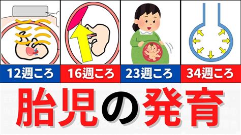 【6分で解説、25分で国試問題】胎児の発育について解説 Youtube