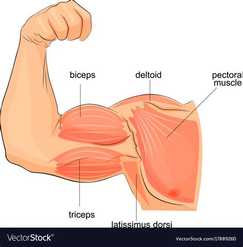 Muscles of the hand anatomy Royalty Free Vector Image